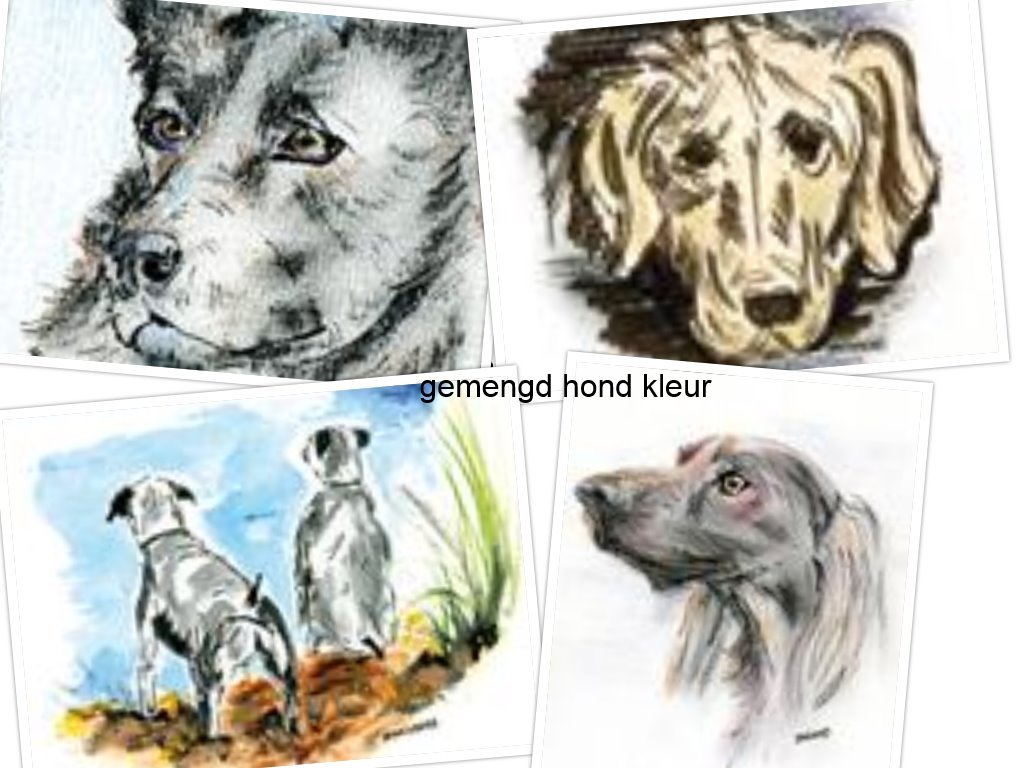 gemengd hond kleur